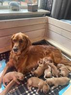 Pups te koop (F1Bgolden doodle x golden retriever), Dieren en Toebehoren, Honden | Retrievers, Spaniëls en Waterhonden, Golden retriever