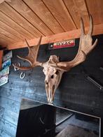 Eland Gewei - Decoratief Stuk, Ophalen