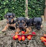 Te koop! Lieve Jackrussel pups!, Dieren en Toebehoren, Honden | Jack Russells en Terriërs, Jack Russell Terriër, Reu, 8 tot 15 weken