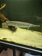 Spotted alligator gar 40cm, Dieren en Toebehoren, Vis