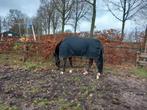 Gezocht stalling en weidegang, 1 paard of pony, Weidegang