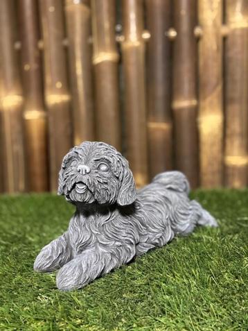 Shi-Tzu beschikbaar voor biedingen