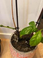 Citroenplant in pot, Huis en Inrichting, Kamerplanten, Fruitplant, Ophalen of Verzenden, In pot, Minder dan 100 cm