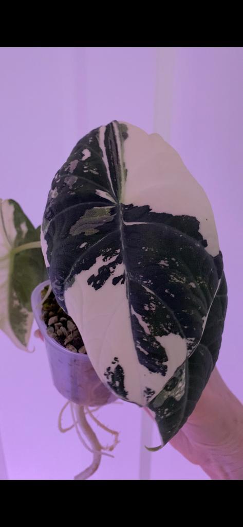 Alocasia Maharani Albo corms / knolletjes, Tuin en Terras, Bloembollen en Zaden, Volle zon, Ophalen of Verzenden