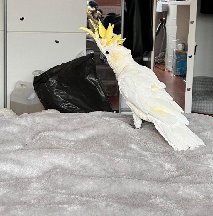 Kaketoe, Dieren en Toebehoren, Vogels | Parkieten en Papegaaien, Papegaai, Mannelijk, Pratend, Geringd