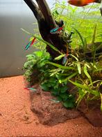 Gratis ophalen: 9 Neon tetra’s, Vis