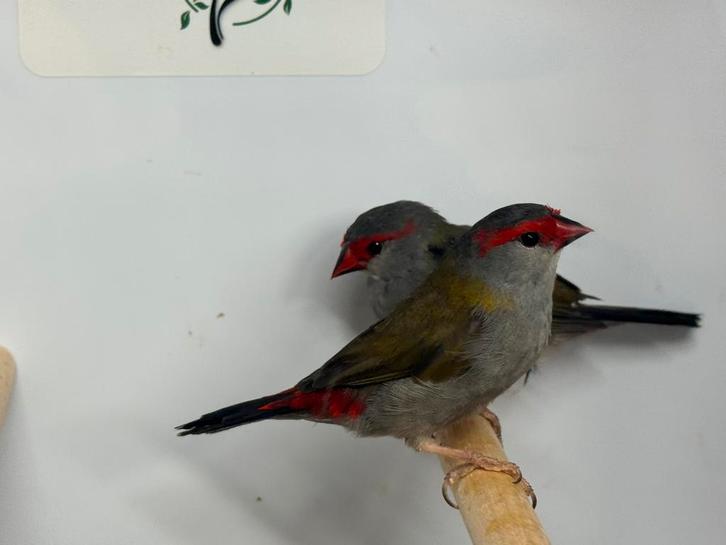 Dornastrilde - Neochmia temporalis, Dieren en Toebehoren, Vogels | Overige Vogels, Tropenvogel, Meerdere dieren