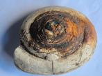 Mooie gastropode uit de omgeving van Hannover, Ophalen of Verzenden