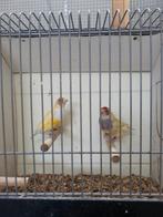 koppel gele gouldamadines, Dieren en Toebehoren, Vogels | Overige Vogels, Meerdere dieren, Geringd