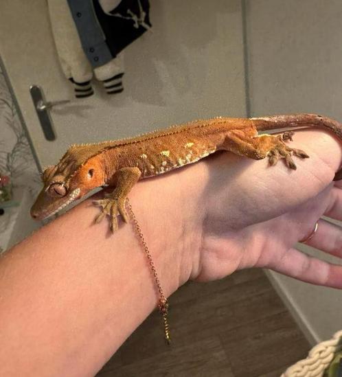 Porthole Wimpergekko man, Dieren en Toebehoren, Reptielen en Amfibieën, Hagedis