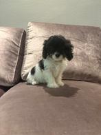 Cavapoo pups  hele kleintjes 🐶 mogen nest verlaten, Dieren en Toebehoren, Honden | Chihuahua's en Gezelschapshonden, Rabiës (hondsdolheid)