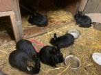 baby konijnen te koop!, Dieren en Toebehoren, Meerdere dieren