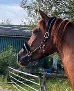 Lieve 5 jarige ruin, Dieren en Toebehoren, Paarden, Ruin, Recreatiepaard, 3 tot 6 jaar