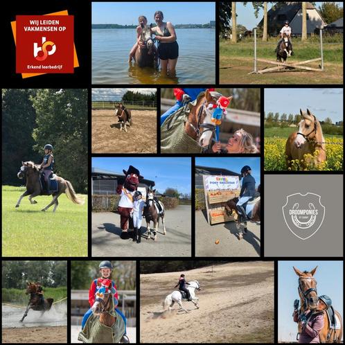 Een eigen pony op je feestje?, Dieren en Toebehoren, Paarden en Pony's | Overige Paardenspullen, Ophalen of Verzenden