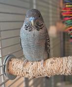 Blackface split blackwing man, Mannelijk, Parkiet, Geringd