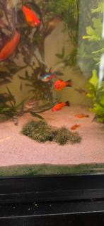 8 jonge zwaarddragers., Dieren en Toebehoren, Vissen | Aquariumvissen, Vis