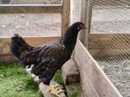 2 hennen Barnevelder en wyandotte groot, Dieren en Toebehoren, Pluimvee, Vrouwelijk, Kip