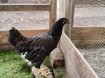 2 hennen Barnevelder en wyandotte groot beschikbaar voor biedingen