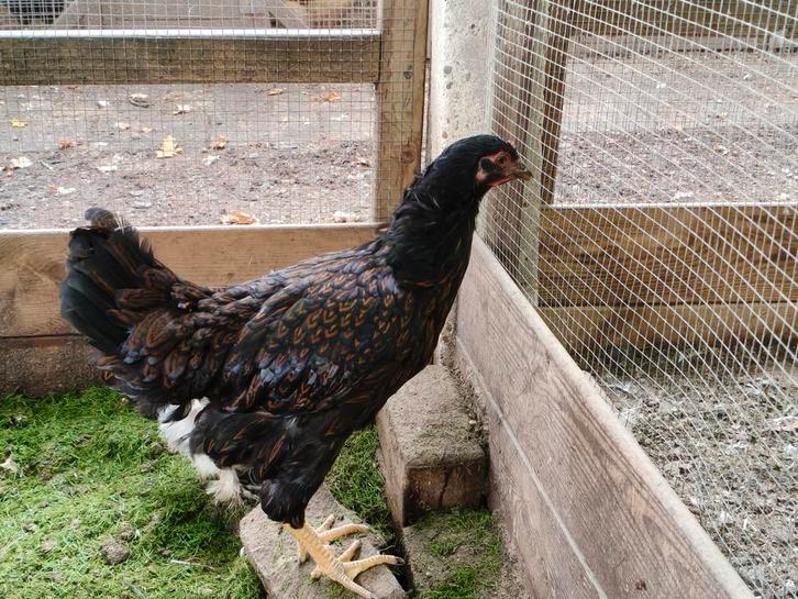 2 hennen Barnevelder en wyandotte groot, Dieren en Toebehoren, Pluimvee, Kip, Vrouwelijk