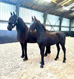 Ster en stamboek Friese merries eventueel met veulen, Dieren en Toebehoren, Merrie, Gechipt, Dressuurpaard, L