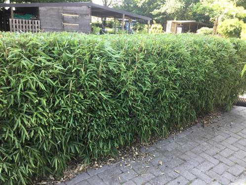 Fargesia Rufa ( niet woekerende bamboe!!! ), Tuin en Terras, Planten | Tuinplanten, Vaste plant, Overige soorten, Volle zon, Bloeit niet