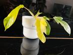 Philodendron Florida beauty, Huis en Inrichting, Kamerplanten, Ophalen of Verzenden, Halfschaduw, Minder dan 100 cm