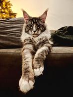 Date gezocht!! Dekkater maine coon NIET TE KOOP, Dieren en Toebehoren, Katten en Kittens | Dekkaters