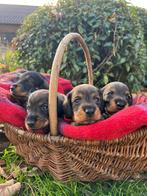 Ruwharige kannichen teckeltejs, Dieren en Toebehoren, Honden | Teckels en Dashonden, Kaninchen, 8 tot 15 weken, Meerdere, Meerdere dieren