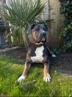 Lieve hond opzoek naar nieuw baasje, Teef, Eén hond, 3 tot 5 jaar, Nederland