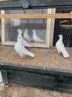 Sier duiven., Dieren en Toebehoren, Vogels | Duiven, Meerdere dieren, Overige soorten