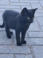2 leuke kittens, Dieren en Toebehoren, Katten en Kittens | Overige Katten, Kortharig, 0 tot 2 jaar