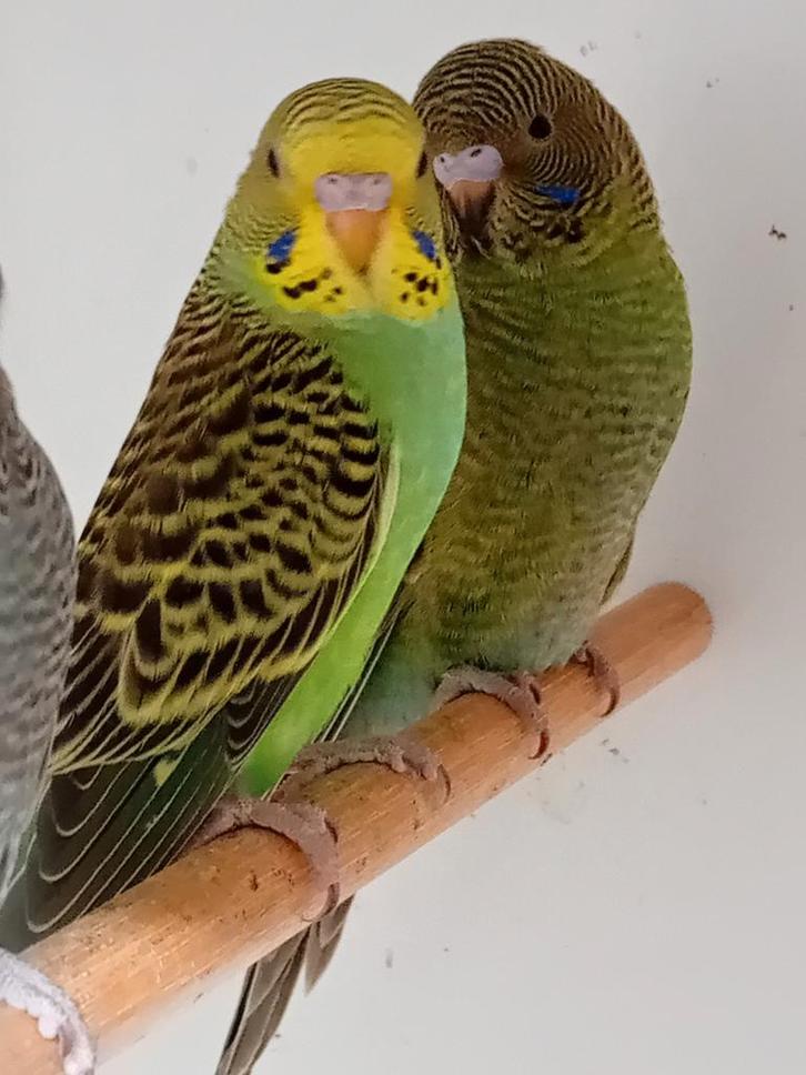 Jonge grasparkieten, Dieren en Toebehoren, Vogels | Parkieten en Papegaaien, Parkiet, Meerdere dieren, Tam, Geringd