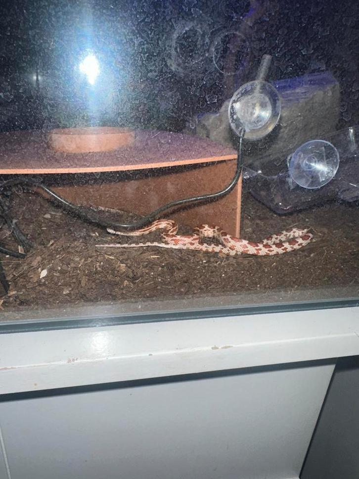 Baby rattenslang rood mannetje