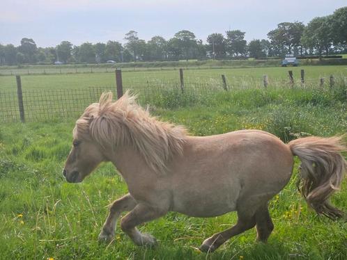 Allerliefste shet zoekt verzorger/ menner / grondwerker., Dieren en Toebehoren, Paarden en Pony's | Overige Paardenspullen, Overige soorten