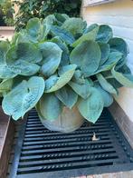 Hosta’s in oude teil, Ophalen, Overige soorten, Halfschaduw
