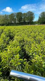 Prunus lusitanica ‘Angustifolia’ portugese laurier, Tuin en Terras, Planten | Struiken en Hagen, Ophalen of Verzenden, Laurier