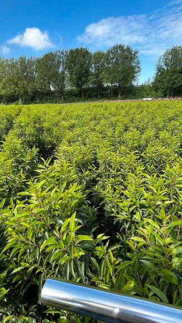 Prunus lusitanica ‘Angustifolia’ portugese laurier Haagplant beschikbaar voor biedingen