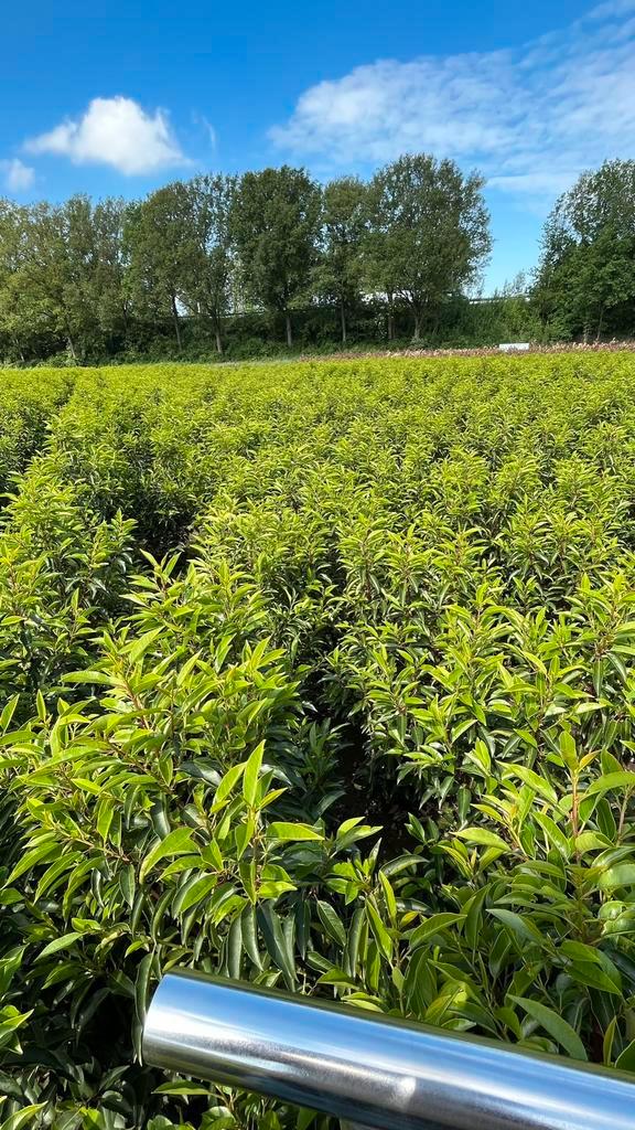 Prunus lusitanica ‘Angustifolia’ portugese laurier Haagplant, Tuin en Terras, Planten | Struiken en Hagen, Laurier, 100 tot 250 cm