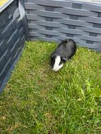 Cavia gratis af te halen, Dieren en Toebehoren, Knaagdieren, Augustus, Mannelijk, Cavia