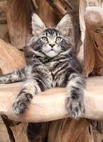Mooie, lieve en sociale Maine Coon kittens met stamboom., Dieren en Toebehoren, Katten en Kittens | Raskatten | Langhaar, Meerdere dieren