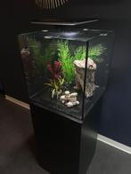 Aquarium compleet 60L + veel toebehoren, Ophalen, Gebruikt