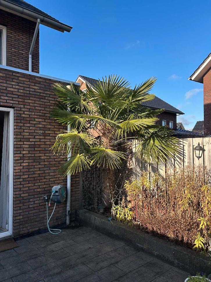 Trachycarpus fortunei palmboom – stam 190 cm – winterhard, Tuin en Terras, Planten | Tuinplanten, Vaste plant, Siergrassen, Volle zon