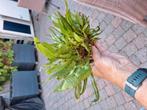 Java varen groot Moederplant vanaf, Dieren en Toebehoren, Ophalen, Plant(en), Steen of Hout