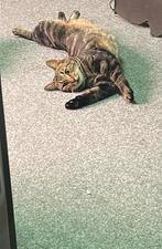 2 lieve katten opzoek naar een nieuwe thuis, Dieren en Toebehoren, Katten en Kittens | Overige Katten, Kater