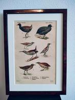 Litho Floericke Waterral Meerkoet Waterhoen Kwartel 1922, Ophalen of Verzenden
