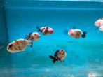 Moo moo cow ranchu, Dieren en Toebehoren, Vis