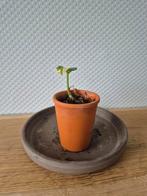 Epipremnum n'joy, Ophalen of Verzenden, Overige soorten, Minder dan 100 cm
