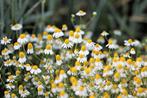 Bio zaden Echte kamille - – Matricaria chamomilla, Tuin en Terras, Verzenden, Voorjaar, Volle zon, Zaad