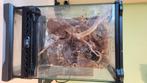 Exo terra nano terrarium 20x20x30 met achtergrond, Dieren en Toebehoren
