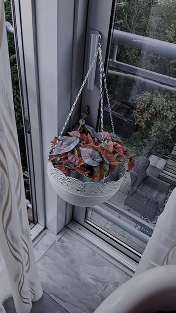 Hangplant in pot beschikbaar voor biedingen
